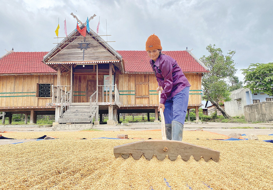 Từ ngày chuyển cây lúa xuống ruộng nước, gia đình bà Đinh Thị En (làng Đak Pơ Kao, xã Tơ Tung) không còn lo cảnh đói ăn như trước. Ảnh: Mộc Trà