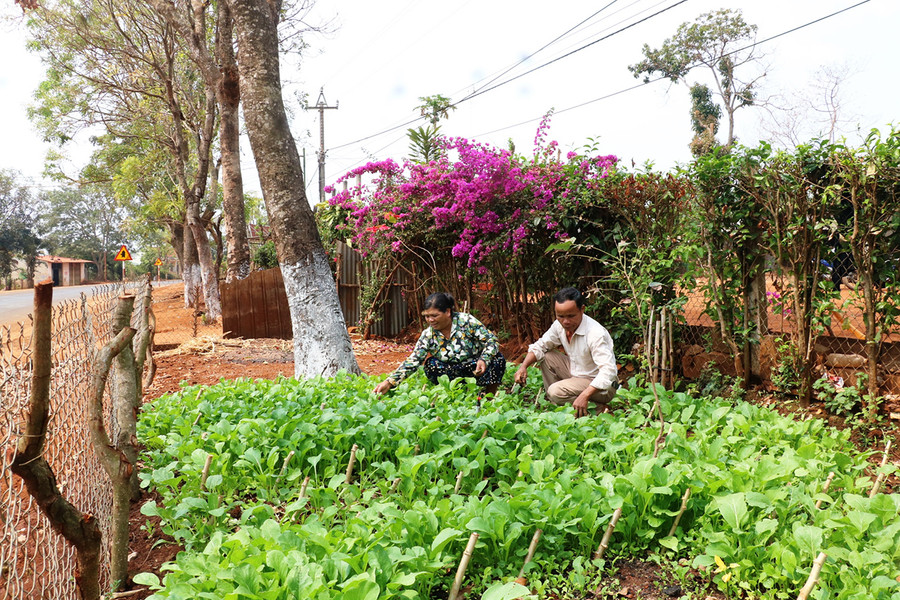 Nhiều hộ đồng bào dân tộc thiểu số trong tỉnh đã biết cải tạo đất vườn để trồng rau xanh. Ảnh: Nhật Hào Nhiều hộ đồng bào dân tộc thiểu số trong tỉnh đã biết cải tạo đất vườn để trồng rau xanh. Ảnh: Nhật Hào