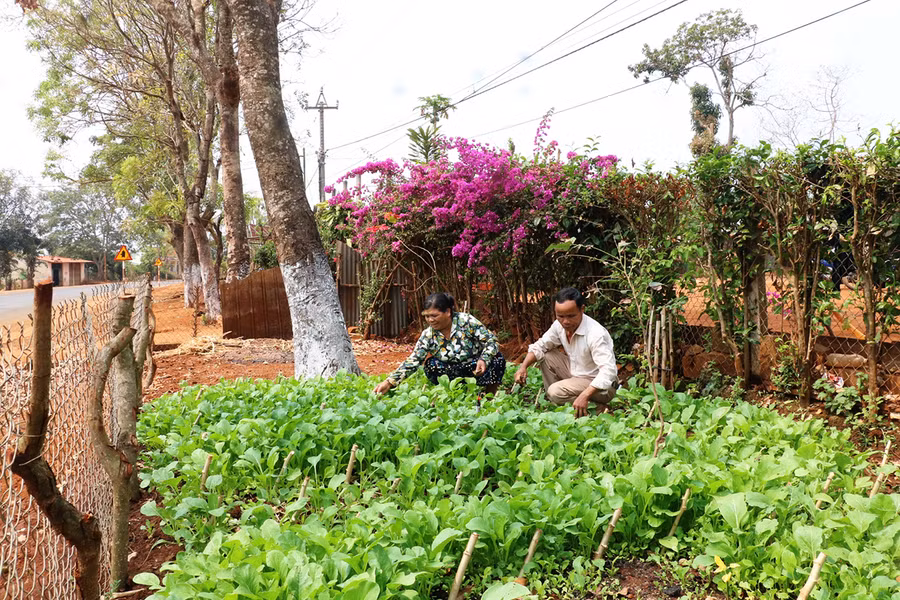Nhiều hộ đồng bào dân tộc thiểu số trong tỉnh đã biết cải tạo đất vườn để trồng rau xanh. Ảnh: Nhật Hào