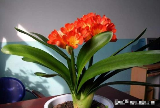 Cây cảnh lan quân tử Cây cảnh lan quân tử