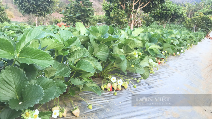 Trồng dâu tây tại xã Cò Nòi, huyện Mai Sơn hiệu quả kinh tế cao gấp nhiều lần so với canh tác cây trồng truyền thống khác. Ảnh: Văn Ngọc