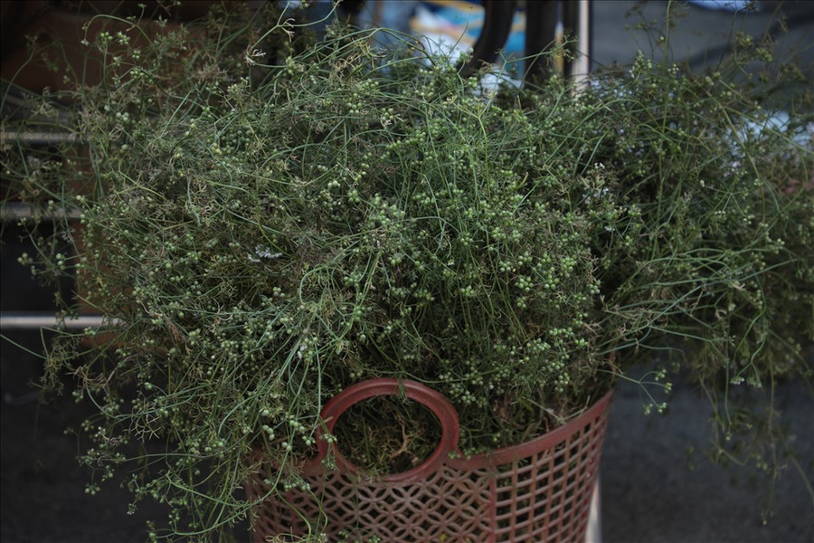 Cây mùi già dùng để tắm trong ngày 30 Tết. Ảnh: Tạ Quang Cây mùi già dùng để tắm trong ngày 30 Tết. Ảnh: Tạ Quang