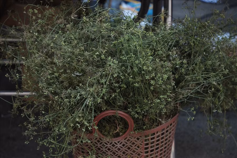 Cây mùi già dùng để tắm trong ngày 30 Tết. Ảnh: Tạ Quang