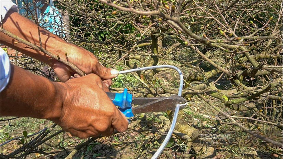 Chỉ với 1 số dụng cụ cơ bản như kềm, băng keo, dây thép... nhưng qua đôi bàn tay lành nghề của người sửa mai đã biến hóa cây mai thành 1 hình dáng mới hoàn toàn khác. 