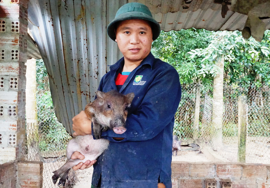 Anh Phan Như Cơ rời phố về quê nuôi heo đặc sản.