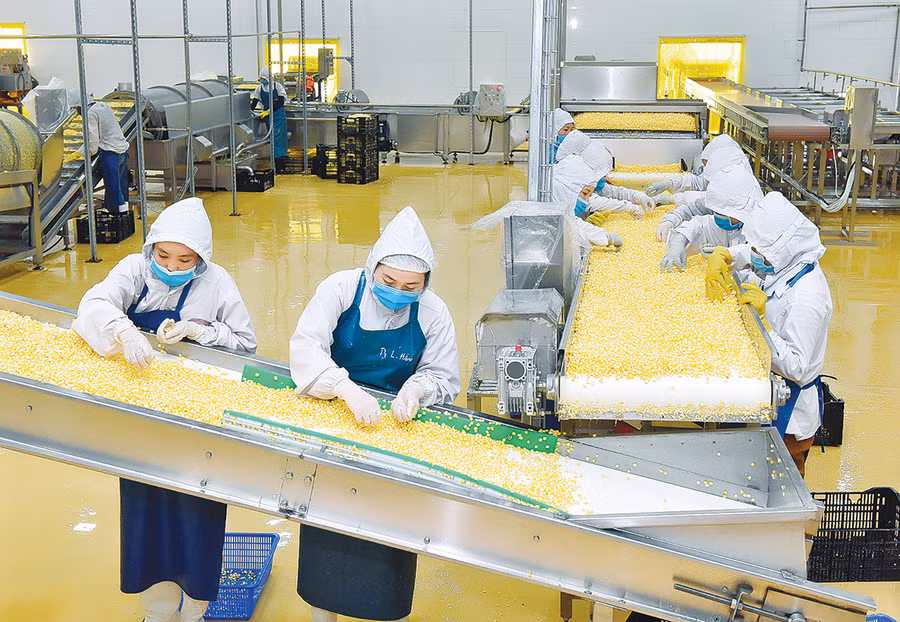 Nhà máy chế biến nước uống từ dược liệu của Công ty TNHH khoa học quốc tế Trường Sinh có công suất 6 triệu lít/năm. Ảnh: Kim Linh