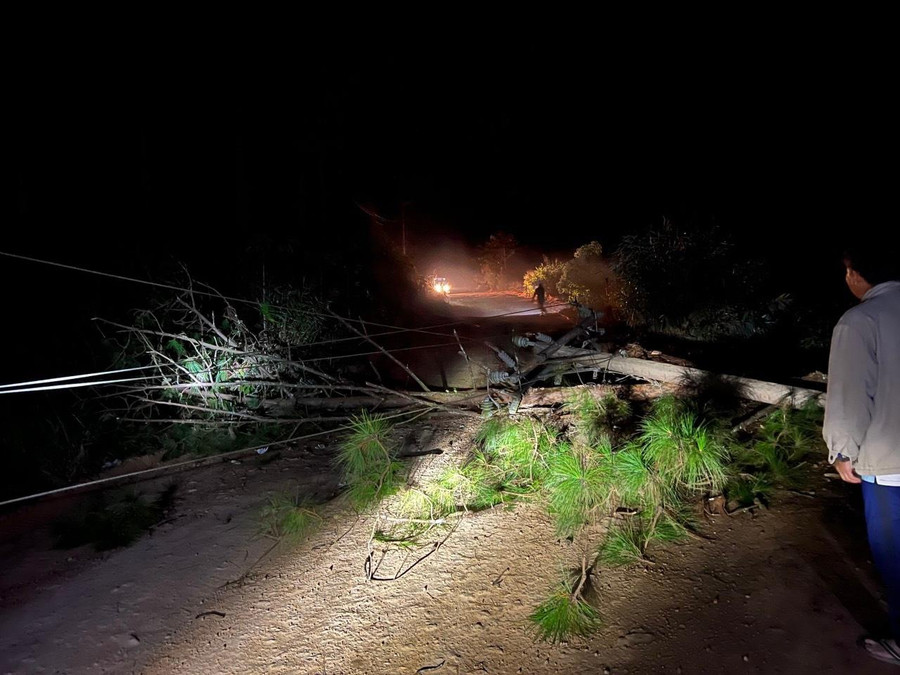 Hiện trường cây thông ngã làm gãy trụ điện trung thế 3 pha. Ảnh: ĐLLĐ