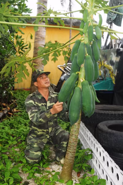 Tăng gia sản xuất trên đảo Phan Vinh. Ảnh: Trương Công Pháp