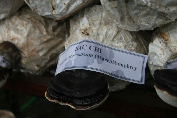 Hắc chi - Linh chi đen. Ảnh: Mi Phương