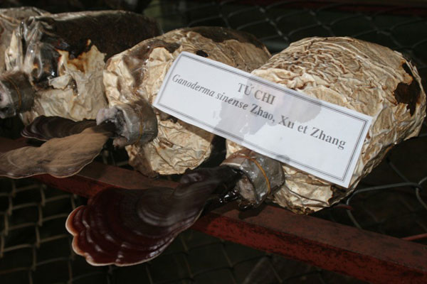 Tử chi - Linh chi tím. Ảnh: Mi Phương