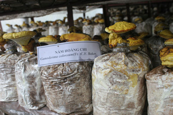 Nấm Hoàng chi - Linh chi vàng. Ảnh: Mi Phương