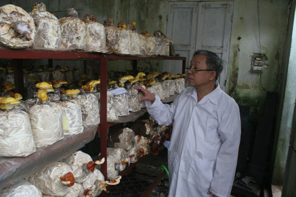 PGS. TS Ngô Anh bên trại nấm tại gia của mình. Ảnh: Mi Phương