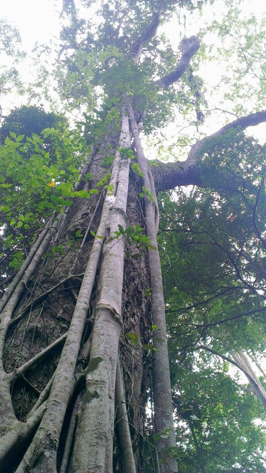 Những cây gỗ hương cổ thụ như thế này luôn là mục tiêu mà bọn lâm tặc rình rập, tìm cách xẻ thịt. Ảnh: Minh Thi Những cây gỗ hương cổ thụ như thế này luôn là mục tiêu mà bọn lâm tặc rình rập, tìm cách xẻ thịt. Ảnh: Minh Triều