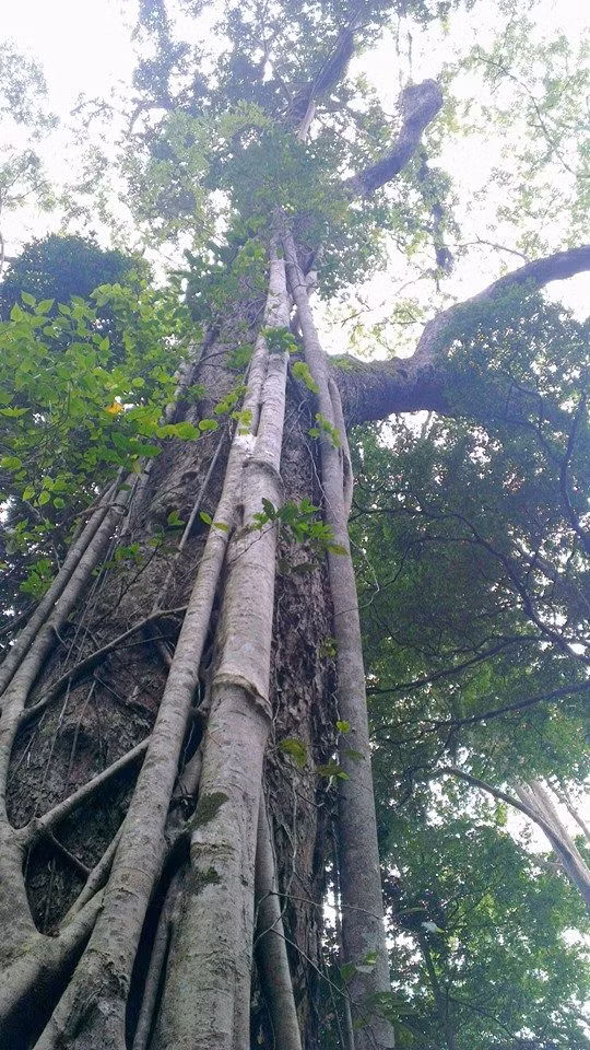 Những cây gỗ hương cổ thụ như thế này luôn là mục tiêu mà bọn lâm tặc rình rập, tìm cách xẻ thịt. Ảnh: Minh Triều