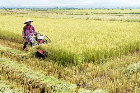 Đồng vàng Phú Thiện ảnh 1 Vụ mùa bội thu. Ảnh: Đức Thụy