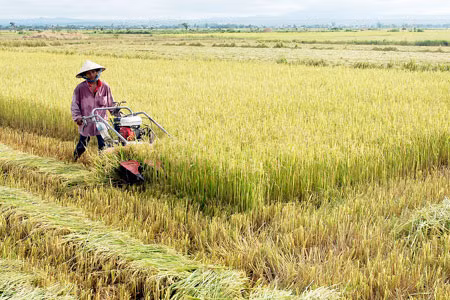 Vụ mùa bội thu. Ảnh: Đức Thụy