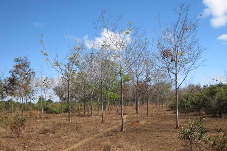 Dự án cao su tiền tỷ bị bỏ hoang. Ảnh: Hương Sơn