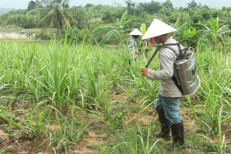 Nông dân huyện Đak Pơ chăm sóc mía. Ảnh: Lê Anh