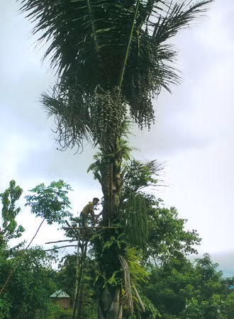 Cây Doak loại cây chỉ có tại xã Đak Pling. Ảnh: Nguyễn Huy