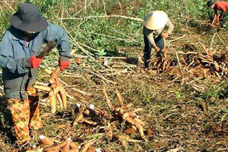 Phú Yên: Nông dân đua nhau trồng sắn ảnh 1