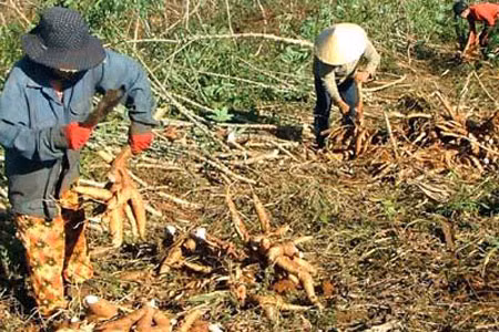 Phú Yên: Nông dân đua nhau trồng sắn ảnh 1