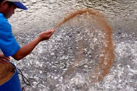 Ao cá giống trong quy trình sản xuất cá tra bột, cá tra giống. 