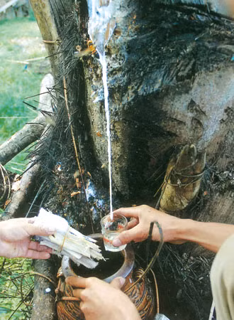 Chiết mật từ cây Doak làm ra rượu. Ảnh: Nguyễn Huy