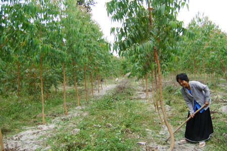 Dự án trồng rừng là cơ hội tốt để nông dân thoát nghèo. Ảnh: A.K