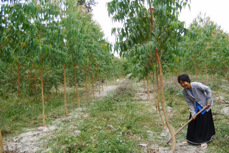 Dự án trồng rừng là cơ hội tốt để nông dân thoát nghèo. Ảnh: A.K