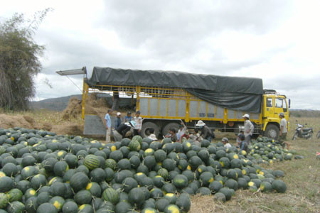 Nông dân huyện Kông Chro thu hoạch dưa hấu tết. Ảnh: Lê Anh