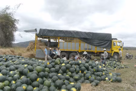 Nông dân huyện Kông Chro thu hoạch dưa hấu tết. Ảnh: Lê Anh