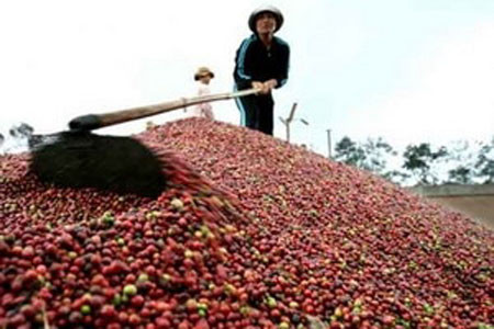 Đầu năm, sản lượng càphê xuất khẩu giảm mạnh ảnh 1 Đầu năm, sản lượng càphê xuất khẩu giảm mạnh ảnh 1