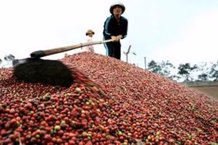 Đầu năm, sản lượng càphê xuất khẩu giảm mạnh ảnh 1