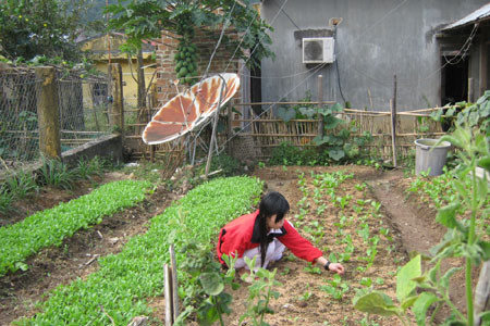 Vườn rau cải thiện bữa ăn của hai vợ chồng “nhà đài”. Ảnh: L.K