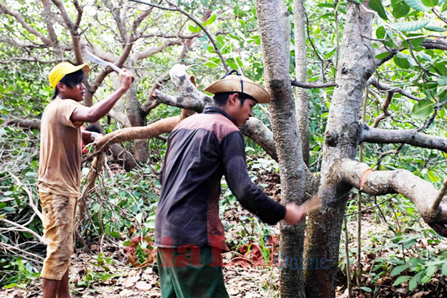 Thanh niên làng O Rang chăm sóc vườn điều. Ảnh: Hoàng Ngọc Thanh niên làng O Rang chăm sóc vườn điều. Ảnh: Hoàng Ngọc