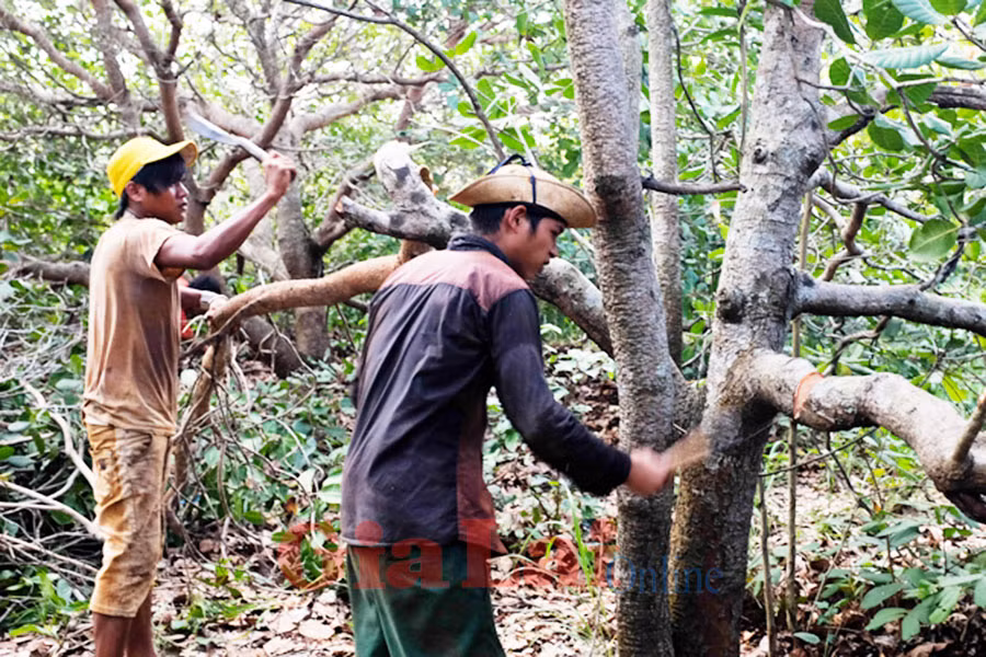  Thanh niên làng O Rang chăm sóc vườn điều. Ảnh: Hoàng Ngọc