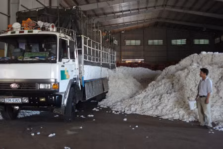 Giá thu mua bông vải thấp, tiền đầu tư cao và công chăm sóc, thu hái nhiều nên thu lãi không được bao nhiêu. Ảnh: Nguyễn Diệp
