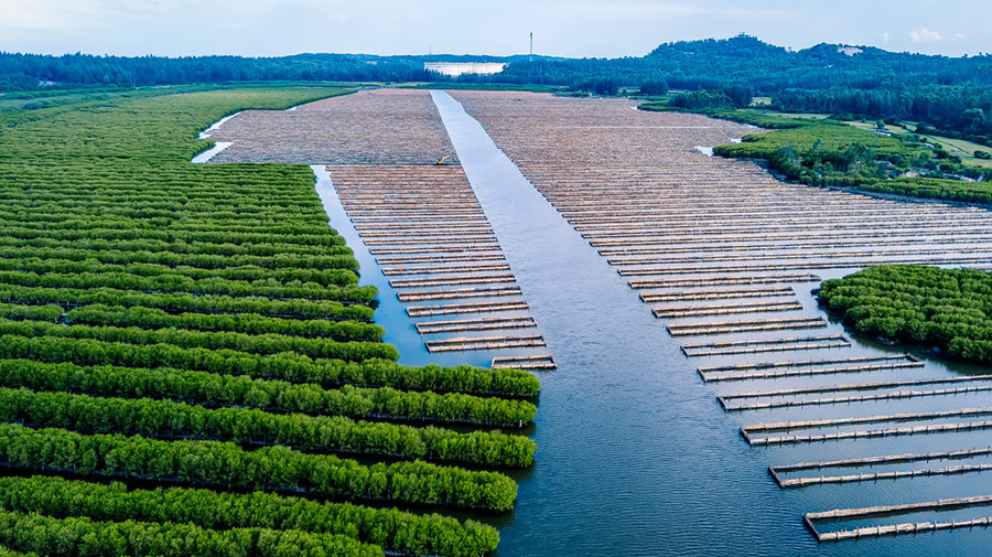 Rừng phát triển tươi tốt, các loài chim, cò, vịt trời đã bay tới làm tổ, trong khi mặt nước bên dưới là môi trường sống của các loài cá, tôm, cua, ốc.
