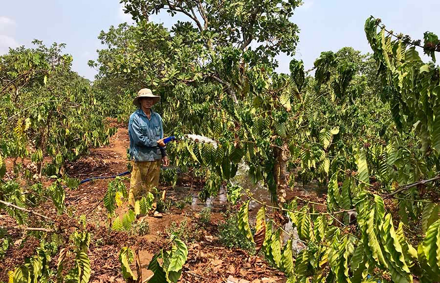 Hàng loạt diện tích cà phê già cỗi cần tái canh nhưng hầu hết các công ty cà phê chưa tiếp cận được nguồn vốn ưu đãi. Ảnh: H.D  Hàng loạt diện tích cà phê già cỗi cần tái canh nhưng hầu hết các công ty cà phê chưa tiếp cận được nguồn vốn ưu đãi. Ảnh: H.D