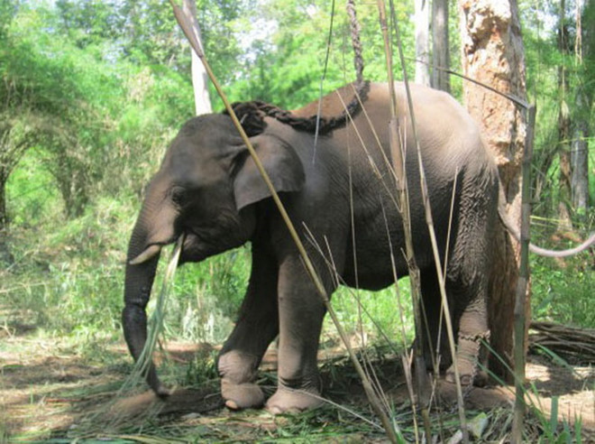 Chú voi rừng bị thương từng được chữa trị hồi năm 2013. ẢNH: TT BẢO TỒN VOI ĐẮK LẮK