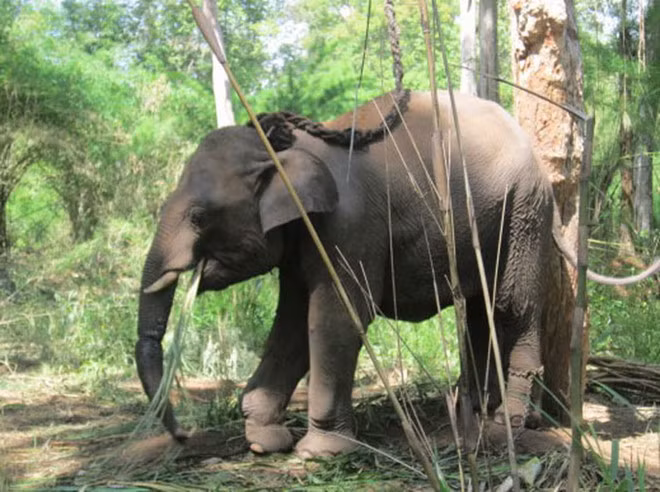 Chú voi rừng bị thương từng được chữa trị hồi năm 2013. ẢNH: TT BẢO TỒN VOI ĐẮK LẮK