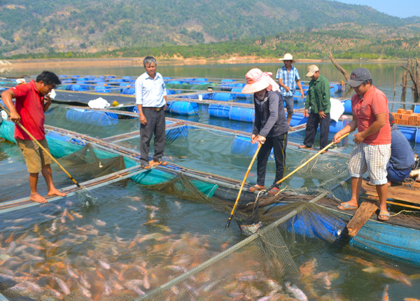 Thành viên Hợp tác xã Dịch vụ nuôi trồng thủy sản xã Ia Tô (huyện Ia Grai) kiểm tra lồng bè cá nuôi trong lòng hồ thủy điện Ia Grai 1. Ảnh: H.C