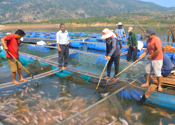 Thành viên Hợp tác xã Dịch vụ nuôi trồng thủy sản xã Ia Tô (huyện Ia Grai) kiểm tra lồng bè cá nuôi trong lòng hồ thủy điện Ia Grai 1. Ảnh: H.C