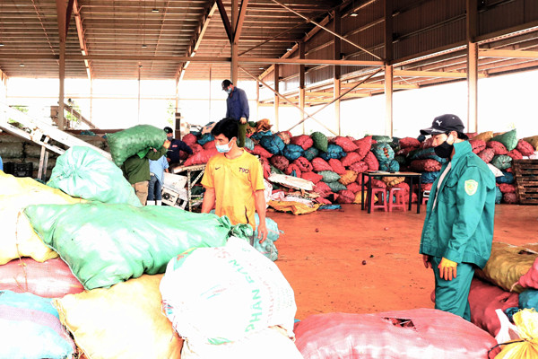 Bộ phận tiếp nhận nguyên liệu đầu vào của Trung tâm chế biến rau quả Doveco Gia Lai. Ảnh: P.N