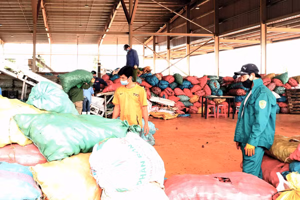 Bộ phận tiếp nhận nguyên liệu đầu vào của Trung tâm chế biến rau quả Doveco Gia Lai. Ảnh: P.N