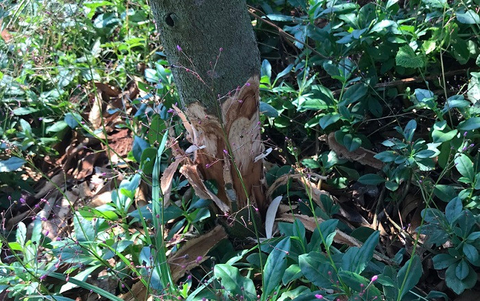 Trước đó, 120 cây sầu riêng của ông Phạm cũng bị kẻ xấu cưa, đẽo bạt gốc không thể phục hồi. Trước đó, 120 cây sầu riêng của ông Phạm cũng bị kẻ xấu cưa, đẽo bạt gốc không thể phục hồi.