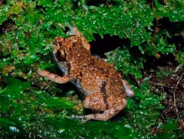  Các cá thể của loài ếch mới phát hiện này có kích cỡ chỉ từ 1-2cm.