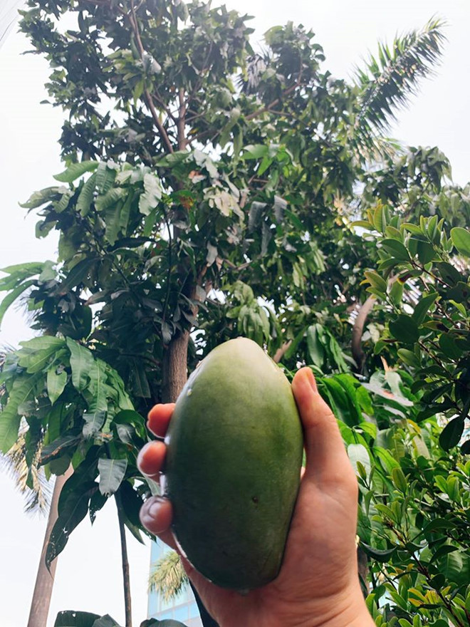 Nam ca sĩ tiết lộ trong khu vườn của anh có nhiều cây ăn trái, đặc biệt có một cây xoài trĩu quả. ẢNH: FBNV