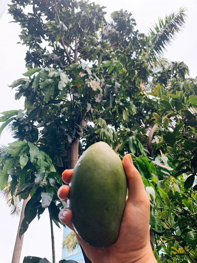 Nam ca sĩ tiết lộ trong khu vườn của anh có nhiều cây ăn trái, đặc biệt có một cây xoài trĩu quả. ẢNH: FBNV