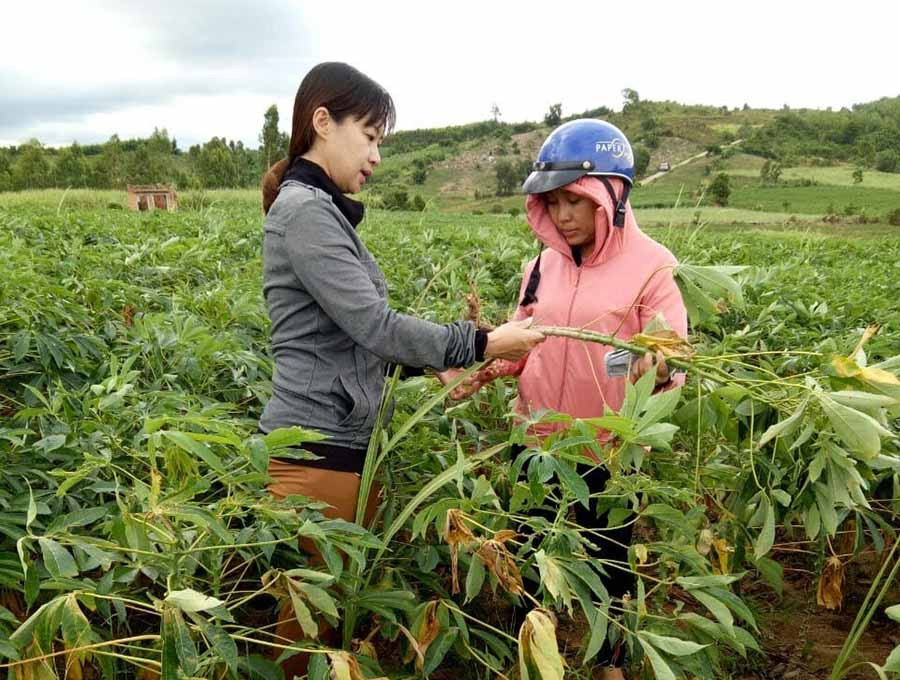  Cán bộ Trung tâm Dịch vụ nông nghiệp huyện Kbang hướng dẫn người dân phòng trừ sâu bệnh cho cây mì. Ảnh: L.N